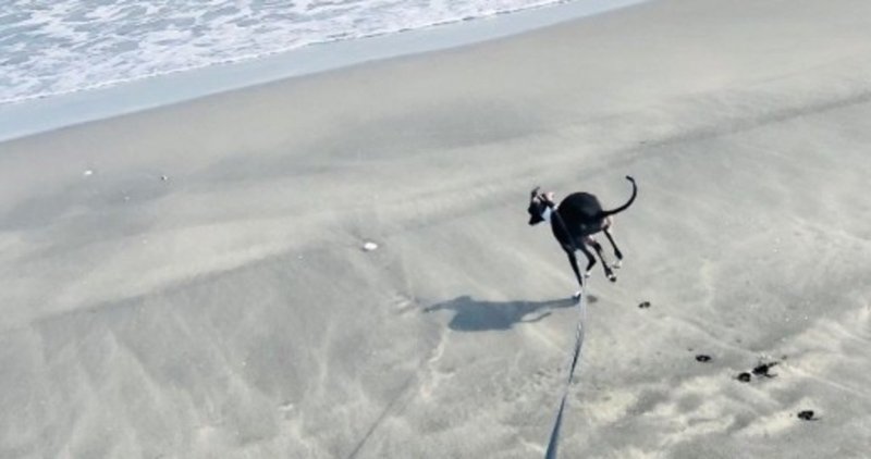 砂浜で犬のリードを離してはいけない。