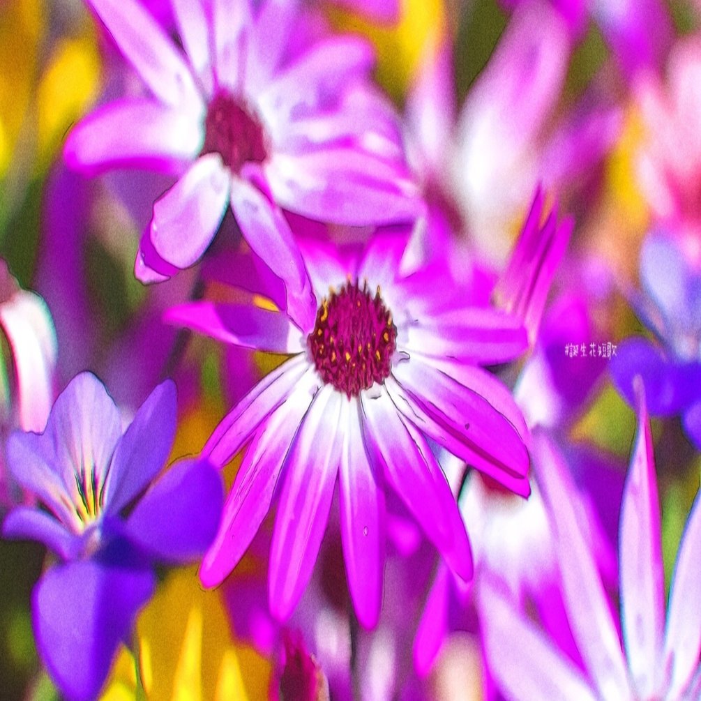 12月2日 誕生花は蕗櫻 誕生花短歌 御子柴 流歌 Note