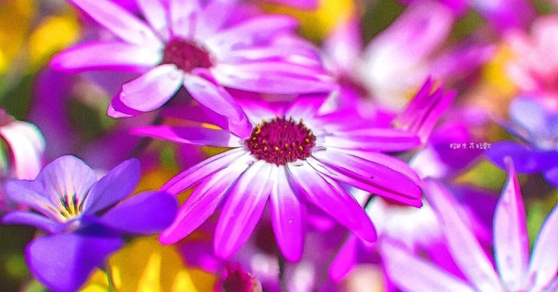 12月2日 誕生花は蕗櫻 誕生花短歌 御子柴 流歌 Note