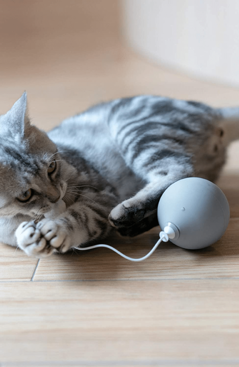 猫好きのためのおしゃれな猫用品カタログ 洋梨 Note