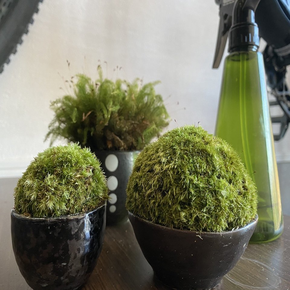 色んな苔の種類を紹介する その１ Noriaki Kawanishi 田舎暮らしデザイナー Note