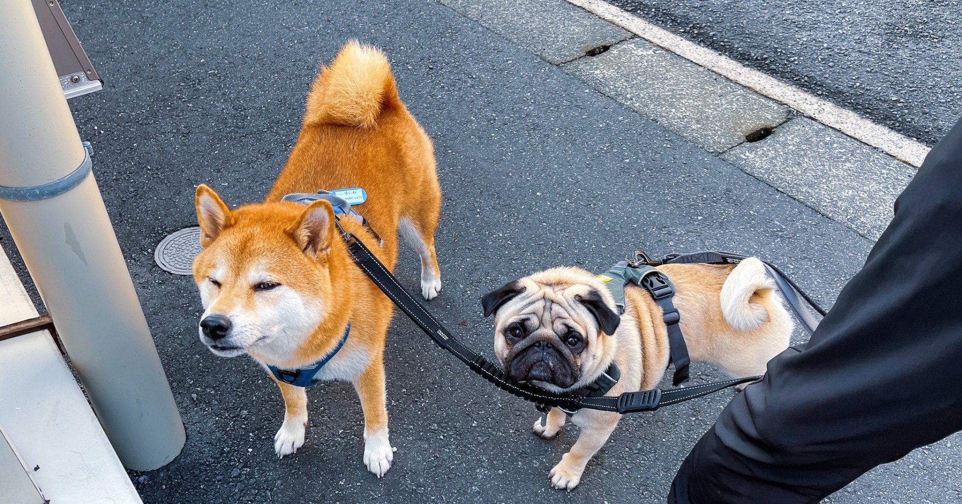 保護した側目線 迷子犬を保護したら 迷子犬パグヲから学んだこと Eriitoh Note 保護した側目線 迷子犬を保護したら 迷子犬パグヲから学んだこと Eriitoh Note