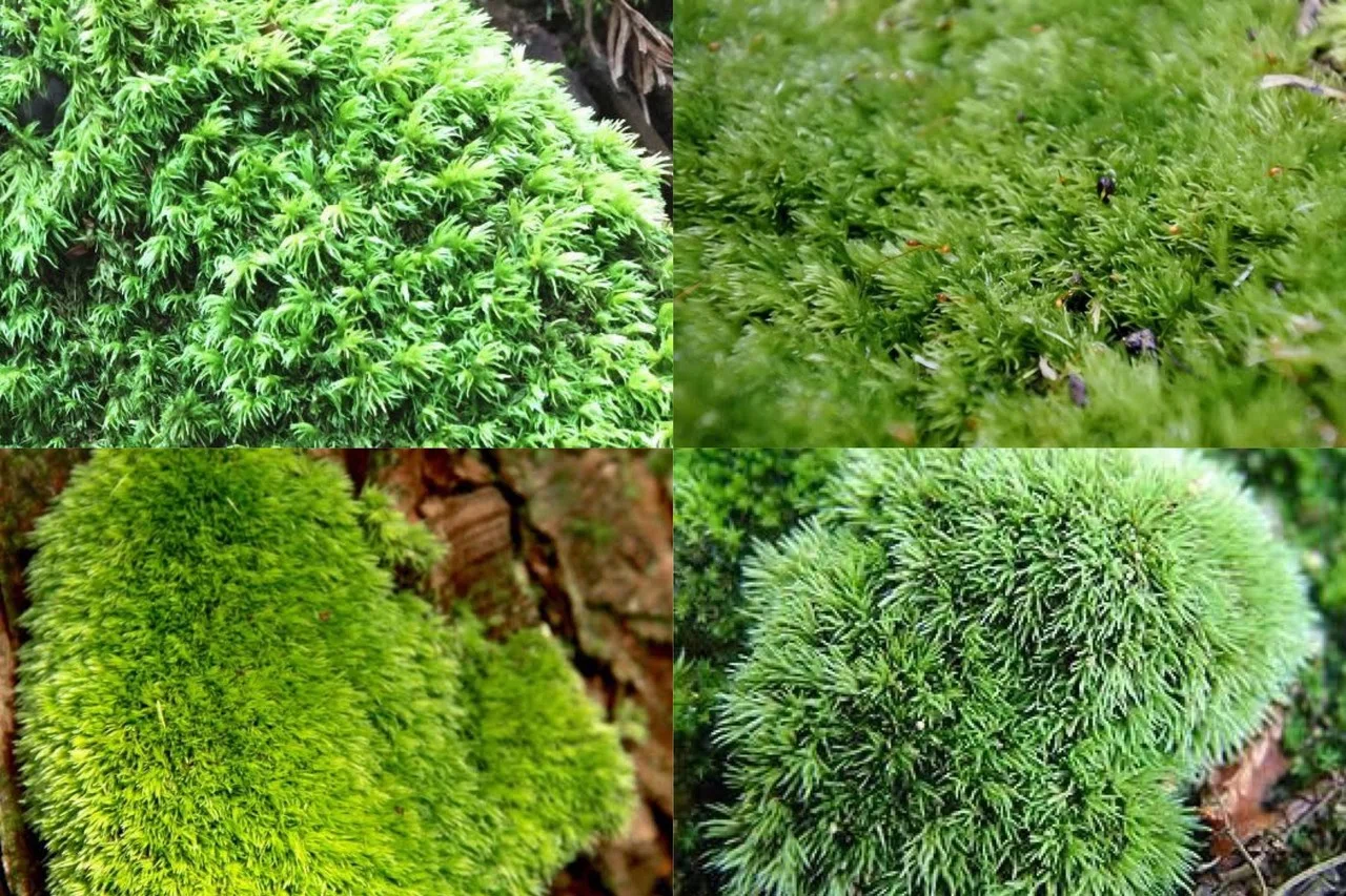 ハイゴケ 10枚 / 装飾用 / ケース入り マット / 苔玉 苔庭 MOSS