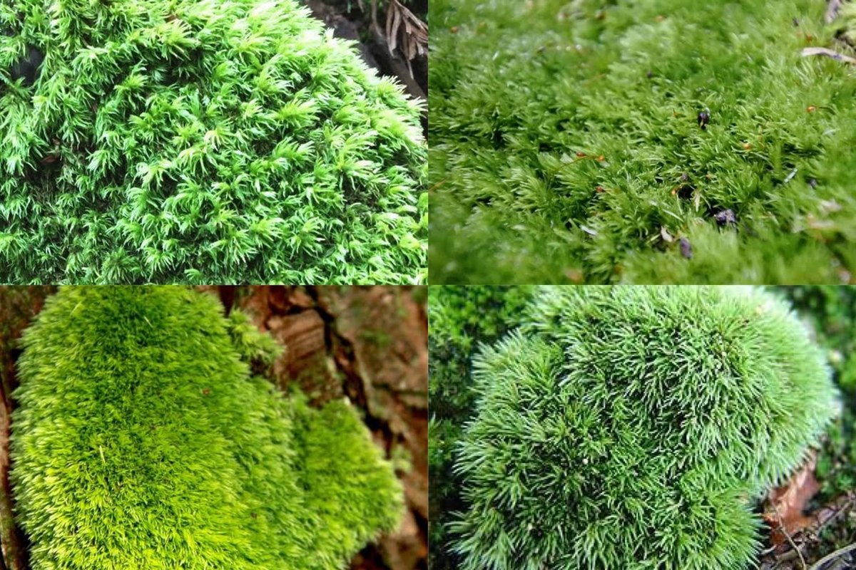 ハイゴケ 10枚 【公式通販】