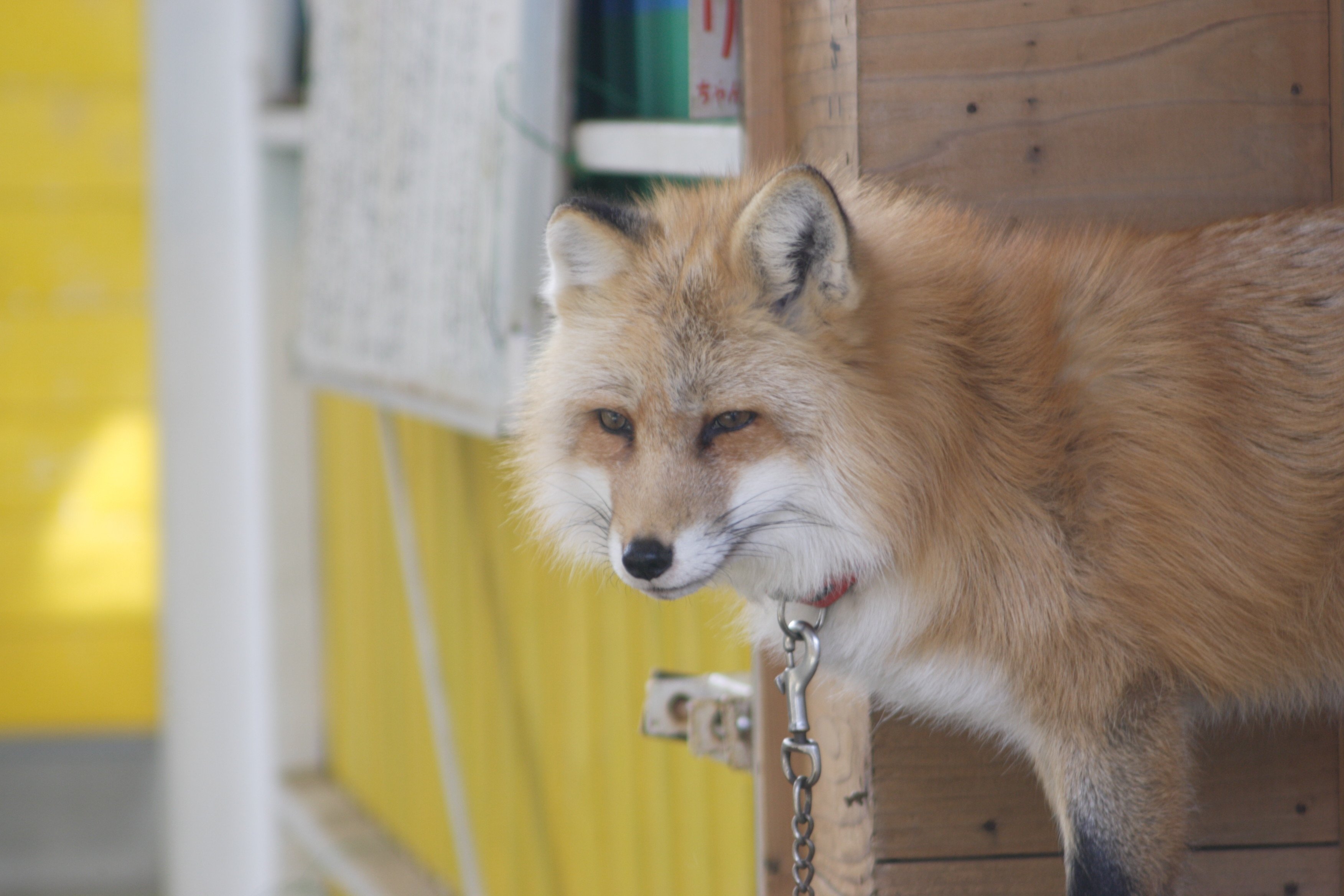 もふもふ 冬顔 Note