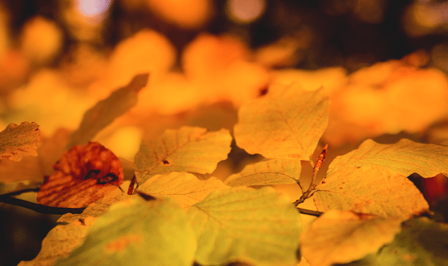 黄色落ち葉