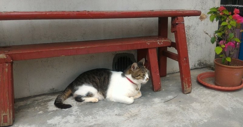 猫好き天国 台湾の猫村 猴硐 ホウトン 幸福台湾 Note 猫好き天国 台湾の猫村 猴硐 ホウトン 幸福台湾 Note