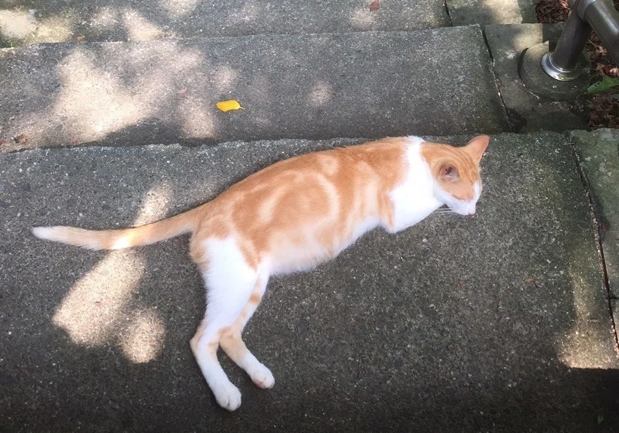 画像9