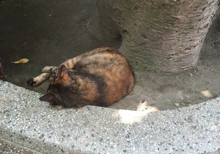 画像10