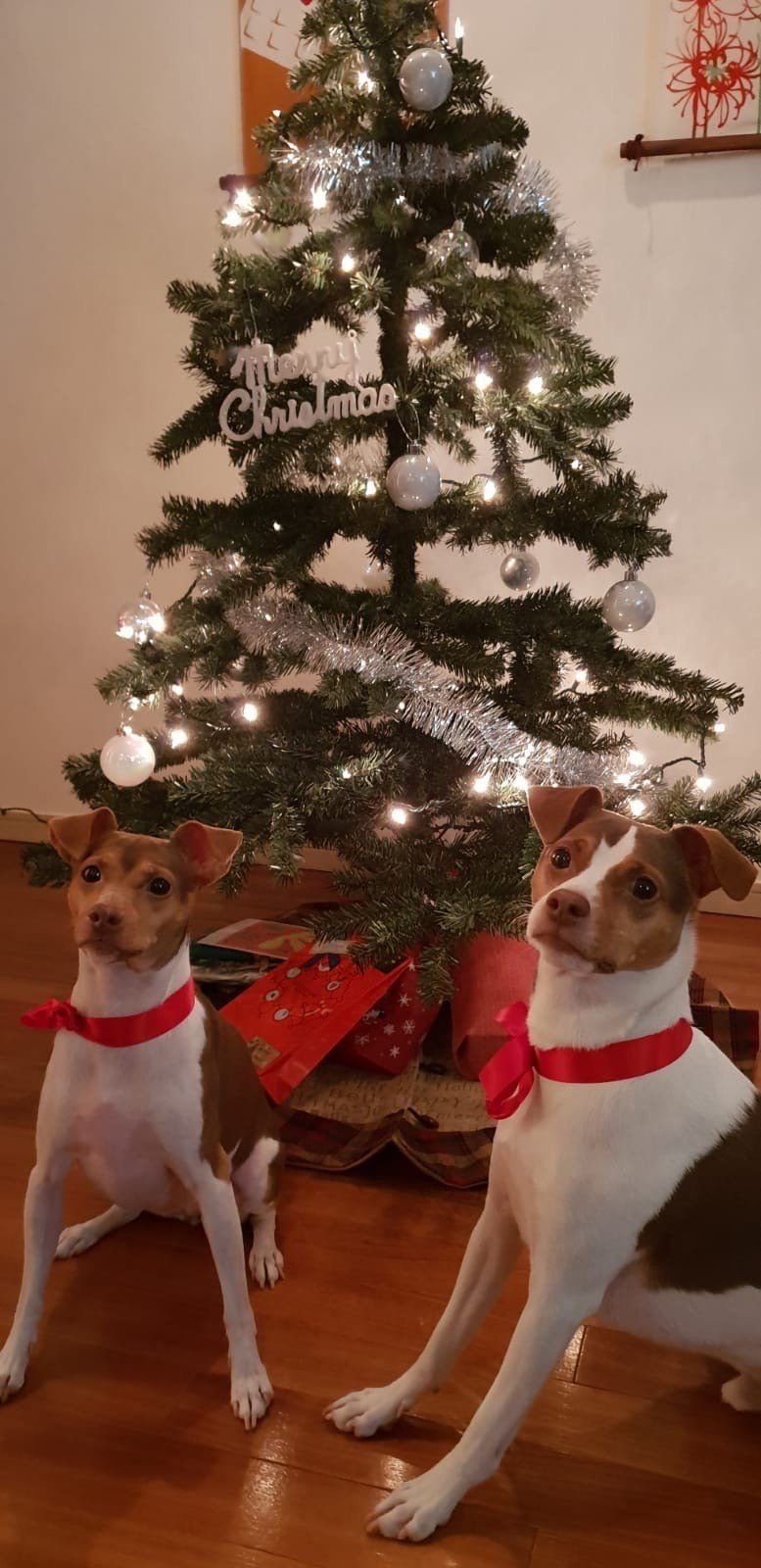 フィンランド式クリスマスディナーへようこそ 我が家のクリスマスの伝統と食事 Tandem タンデム 言語交換で外国語学習 Note