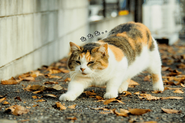 みけねこ」の人気タグ記事一覧｜note ――つくる、つながる、と