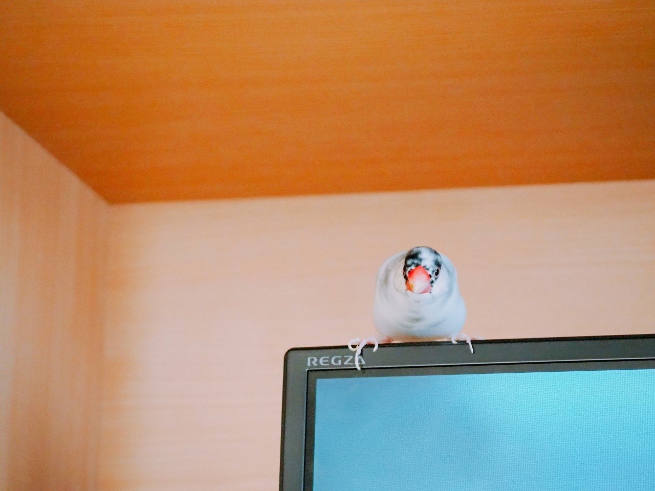 文鳥はなぜ可愛いのかという話 Jam Note