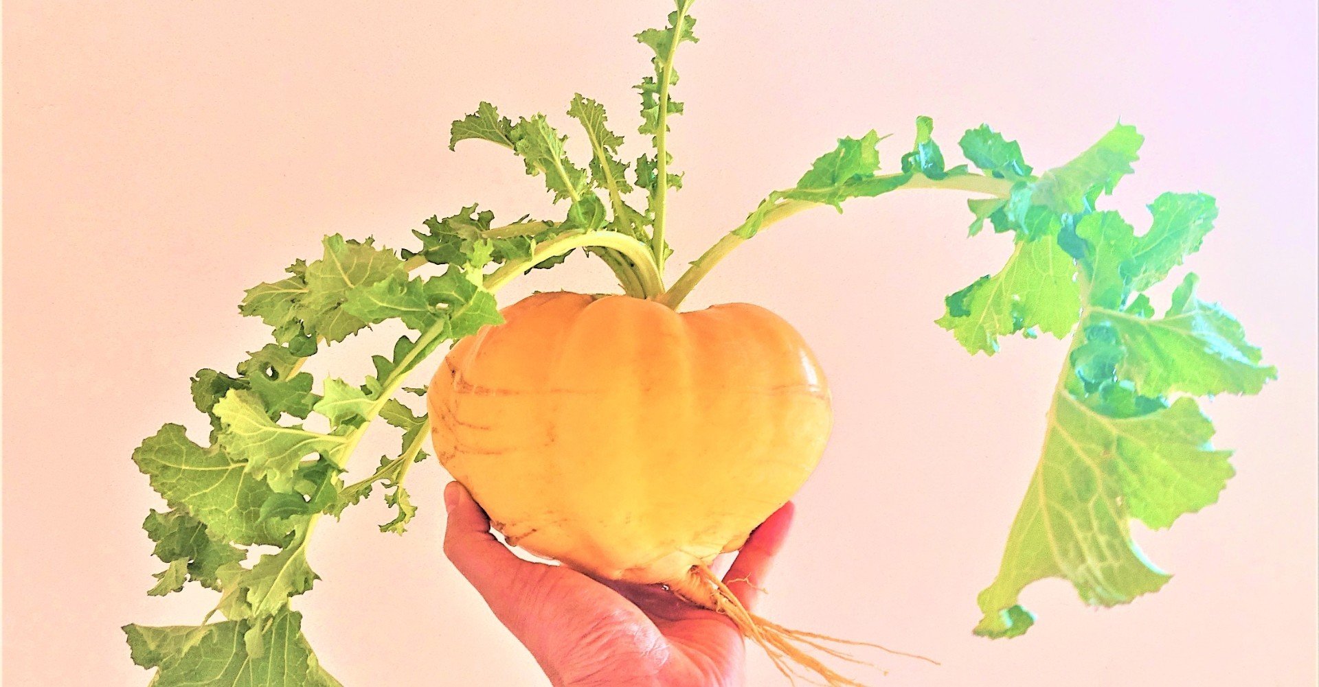 野菜アートvol 3 おおきなかぶ 三浦雅之 みうら まさゆき Note 野菜アートvol 3 おおきなかぶ 三浦雅之 みうら まさゆき Note