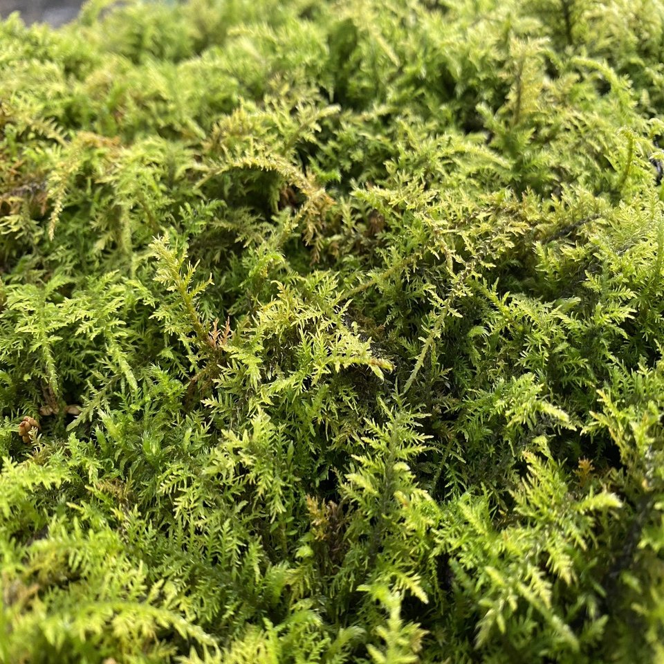 色んな苔の種類を紹介する その2 Noriaki Kawanishi 田舎暮らしデザイナー Note