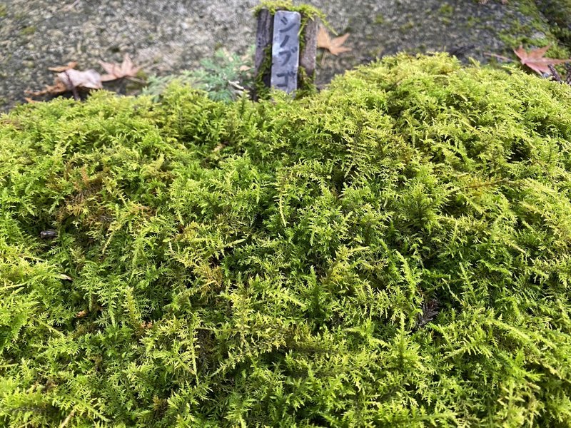 色んな苔の種類を紹介する その2 Noriaki Kawanishi Dmm Note