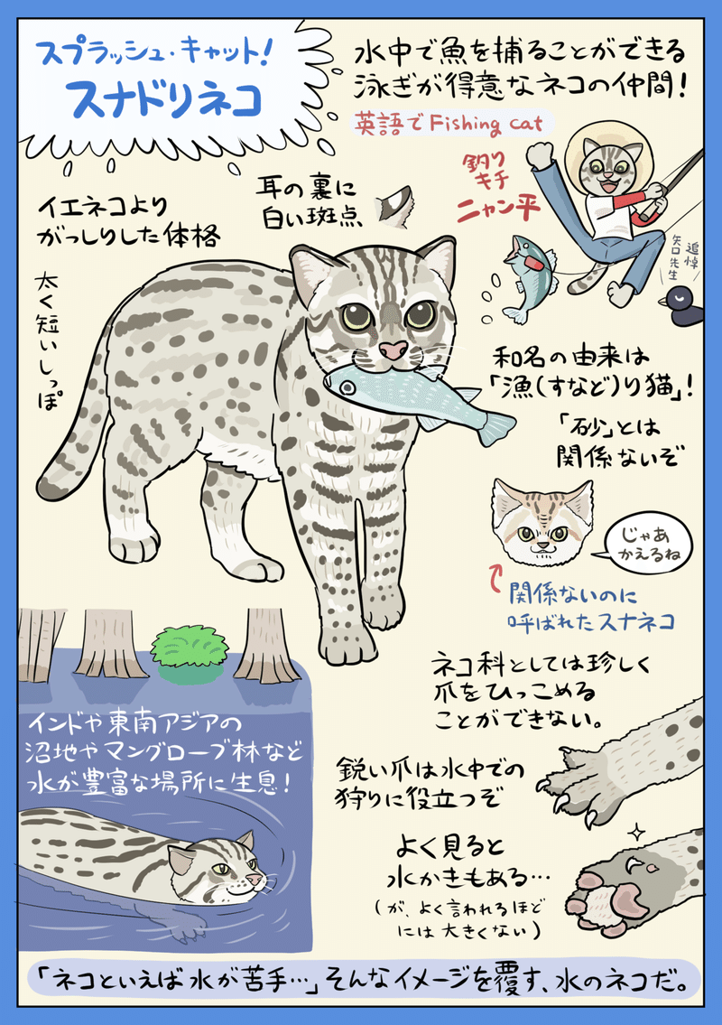 すニャどれ スナドリネコ図解 ぬまがさワタリ Note