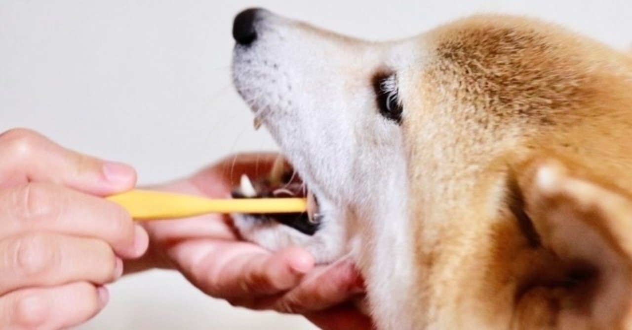 愛犬の長生きの為に 犬の歯磨きの必要性と犬用歯磨き粉の使い方 選び方 Inuo Note 愛犬の長生きの為に 犬の歯磨きの必要性と犬用歯磨き粉の使い方 選び方 Inuo Note