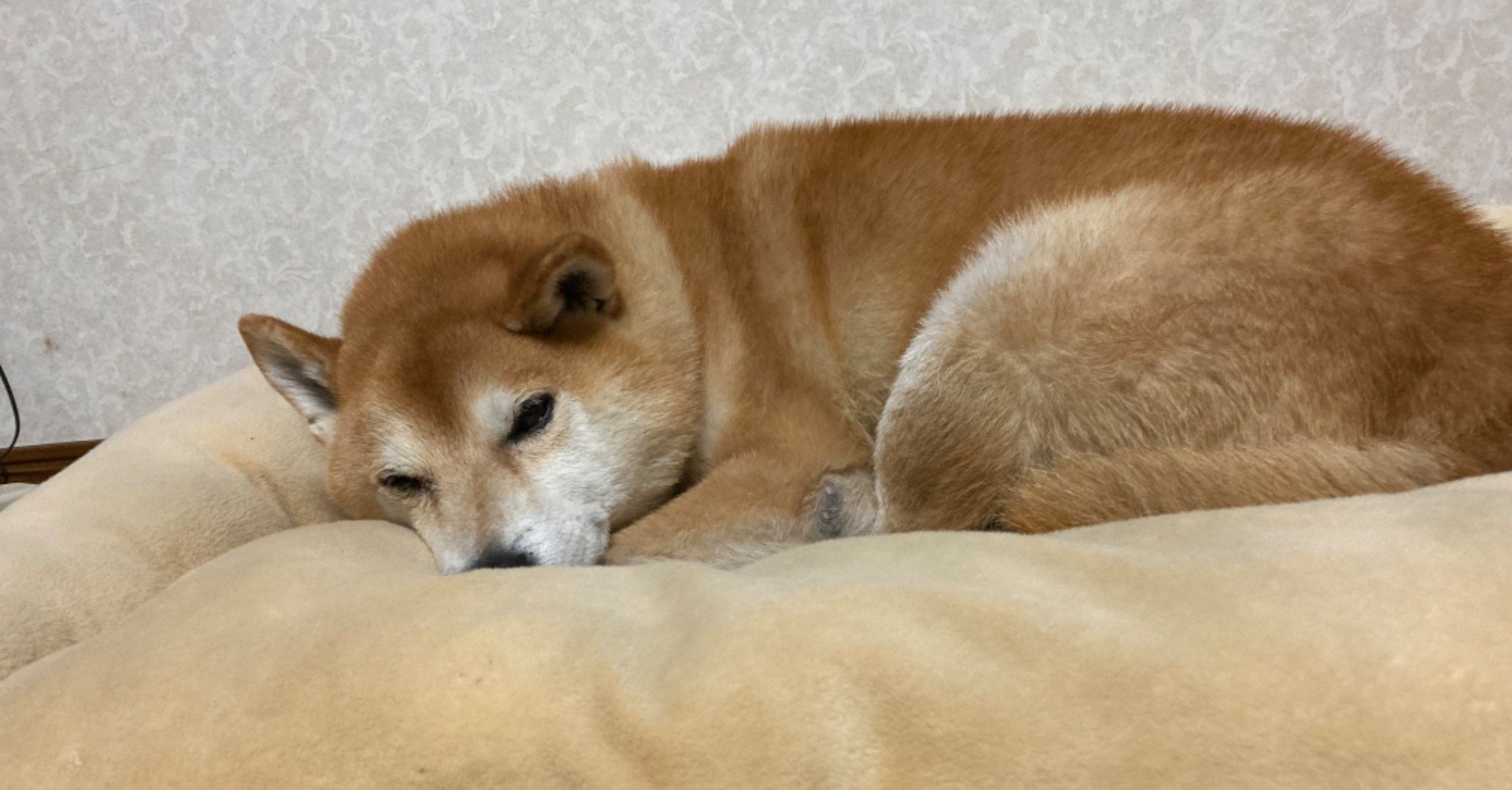 少し寒いなぁ コロ Note 少し寒いなぁ コロ Note