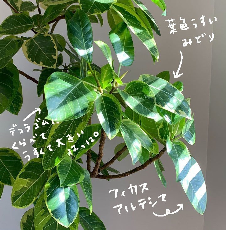 観葉植物を育ててみる🌿vol.2｜nanacomaruko