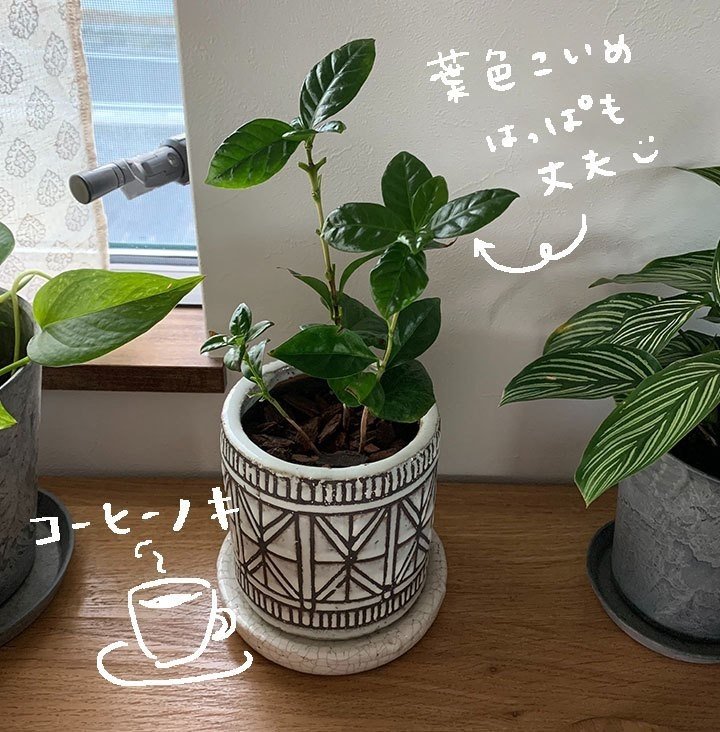 観葉植物を育ててみる🌿vol.2｜nanacomaruko