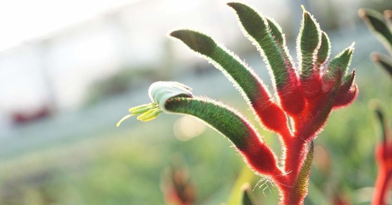 カンガルーポ 8月4日 誕生花 花咲かせおじさん すべての人に花を Note