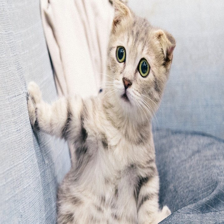 一人暮らしリモートワークで猫を迎えた話 Settie Note