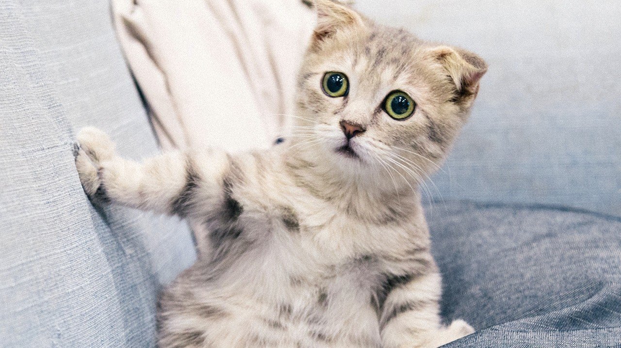 一人暮らしリモートワークで猫を迎えた話 Settie Note 一人暮らしリモートワークで猫を迎えた話 Settie Note