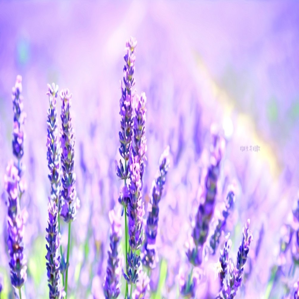 12月3日 誕生花は薫衣草 誕生花短歌 御子柴 流歌 Note