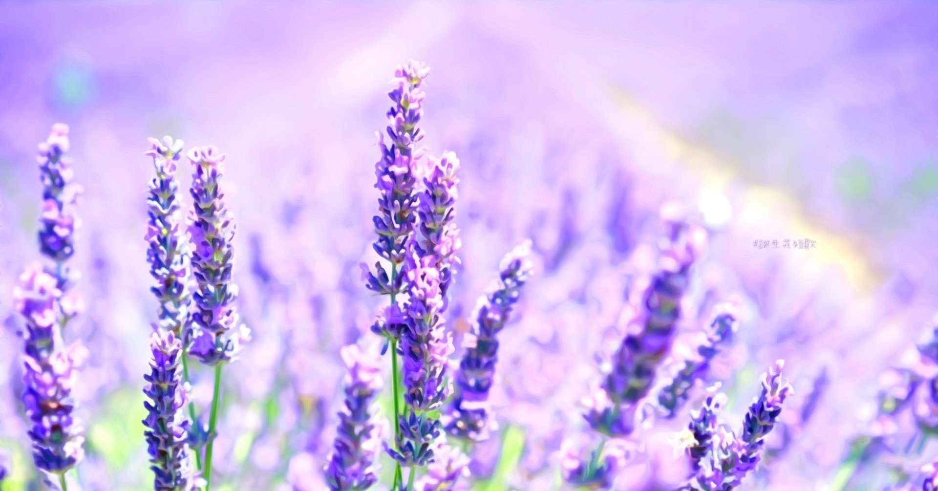 12月3日 誕生花は薫衣草 誕生花短歌 御子柴 流歌 Note 12月3日 誕生花は薫衣草 誕生花短歌 御子柴 流歌 Note