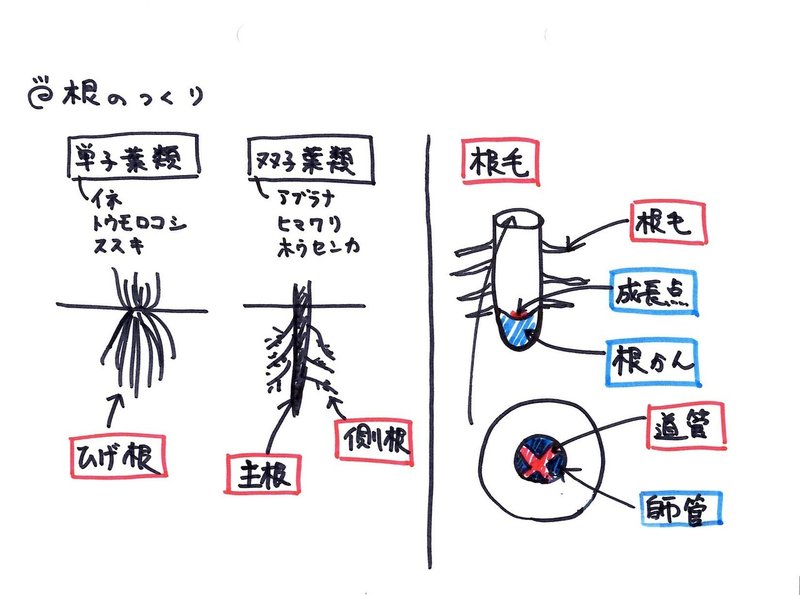 音声あり 板書シリーズ 001 根のつくり 理子 雑談女塾 そふとめん Note