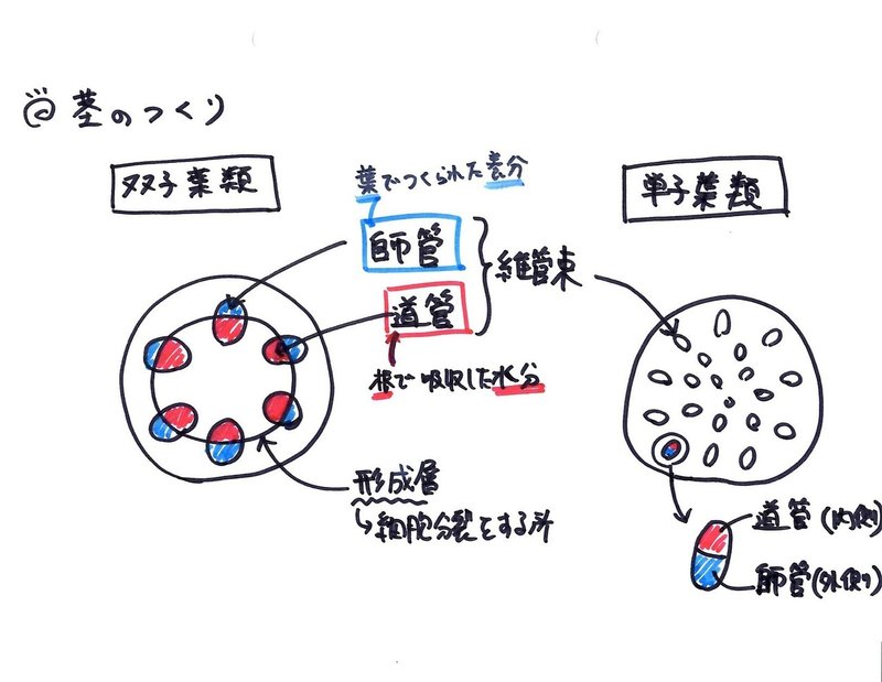 音声あり 板書シリーズ 002 茎のつくり 理子 雑談女塾 そふとめん Note