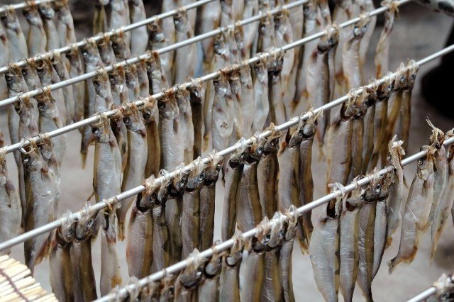 お取り寄せ」柳葉魚（ししゃも）。北海道が育てた、日本固有の貴重な魚