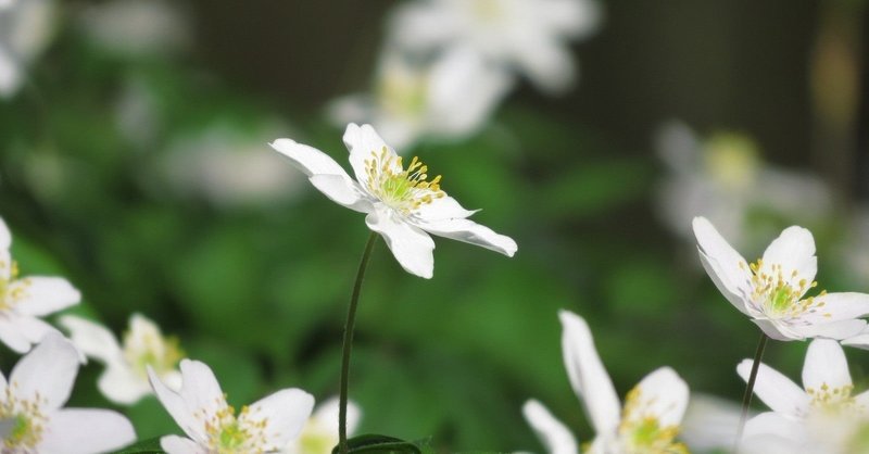 緒花ちゃん かしゃ Note