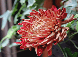 安野光雅さん追悼 花と言葉 エピデンドラム Sakico 咲 Note