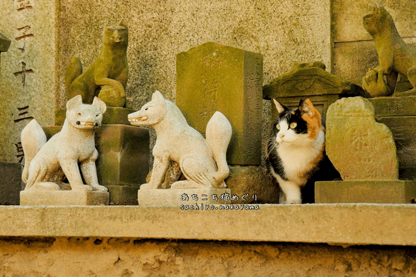 みけねこ」の人気タグ記事一覧｜note ――つくる、つながる、と