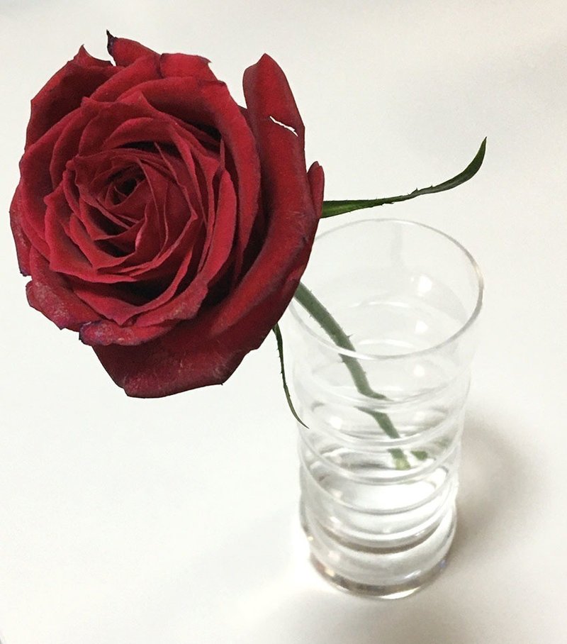 真紅の薔薇に隠された物語 Pirokichi Note 真紅の薔薇に隠された物語 Pirokichi Note