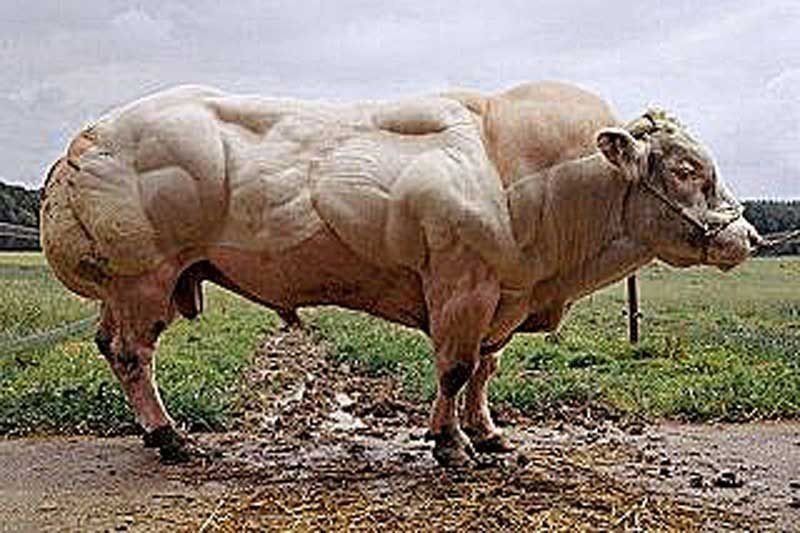 次世代型筋肉増強剤 Sarms の中でも圧倒的な効果を持つyk11について Muscleuser Note 次世代型筋肉増強剤 Sarms の中でも圧倒的な効果を持つyk11について Muscleuser Note