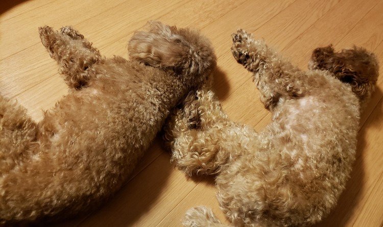 トイプードル多頭飼い の新着タグ記事一覧 Note つくる つながる とどける