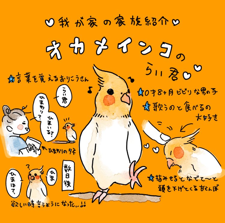 ずーっと飼いたくてこの夏遂にお迎えしました...もう可愛くて可愛くて毎日幸せ...TT  