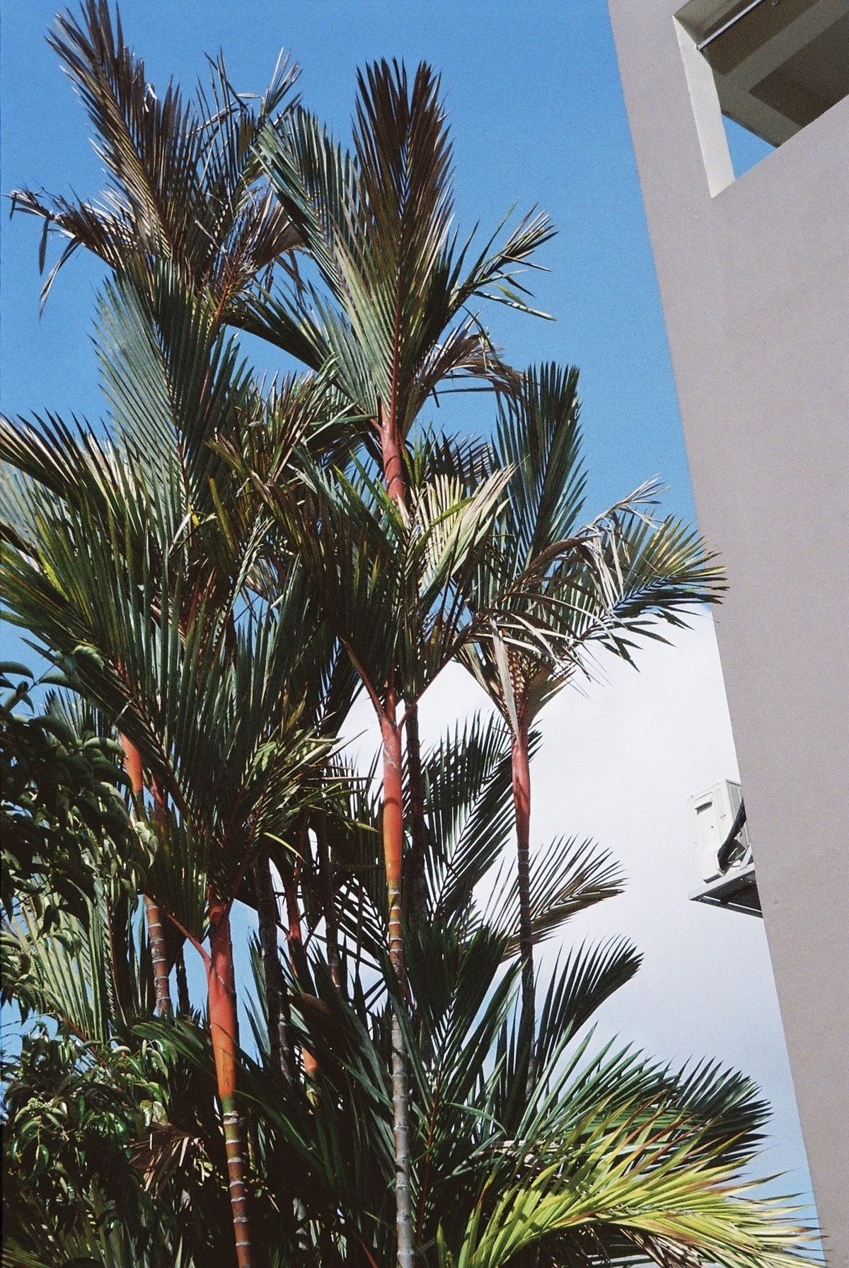 PENTAX ESPIO 120SW in Singapore.|TAI-Q'n (タイキューン) PENTAX ESPIO 120SW in Singapore.|TAI-Q'n (タイキューン)