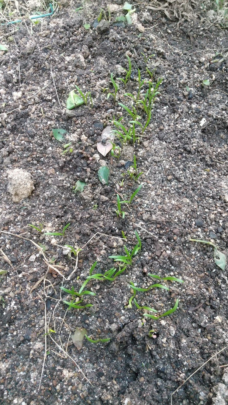 庭にバラ撒いたホウレンソウが無事に発芽。バラ撒きはベビーリーフから少しずつこまめに収穫する感じになるからもっと大胆に撒いた方が良さそうだ。
