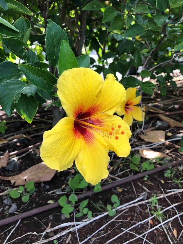 Doutor Konaなハワイ島 ー コナ コーヒー農園探求 37ー ラオウ コナ Note