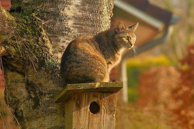 猫 また て もの あり といふ 奥山 に