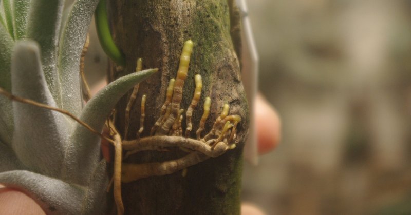 ティランジア着生のススメ Nature Garden 神田 Note
