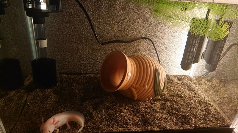 水槽用ヒーターを導入 にしはる Note