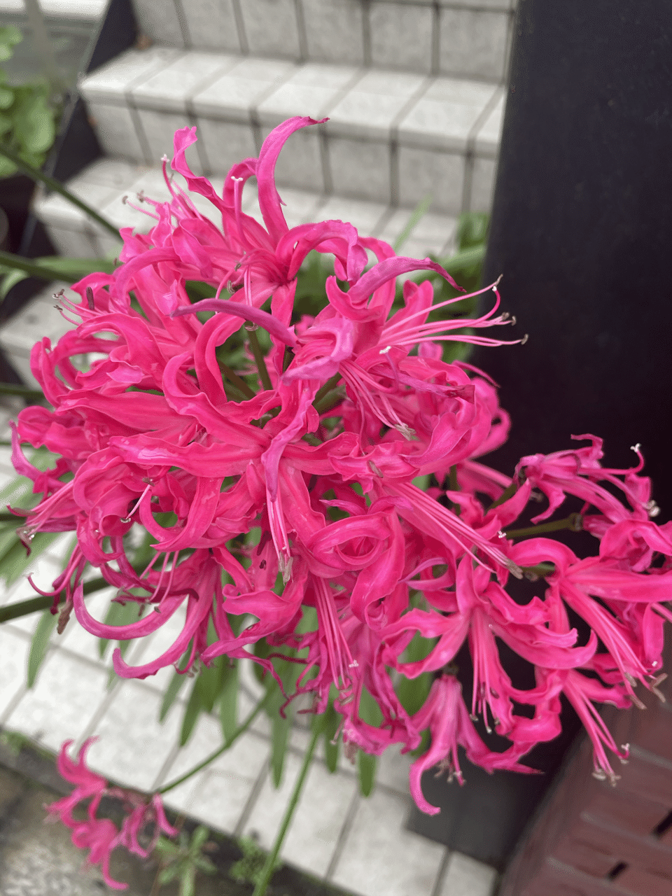 今花 玉兎 Note 今花 玉兎 Note