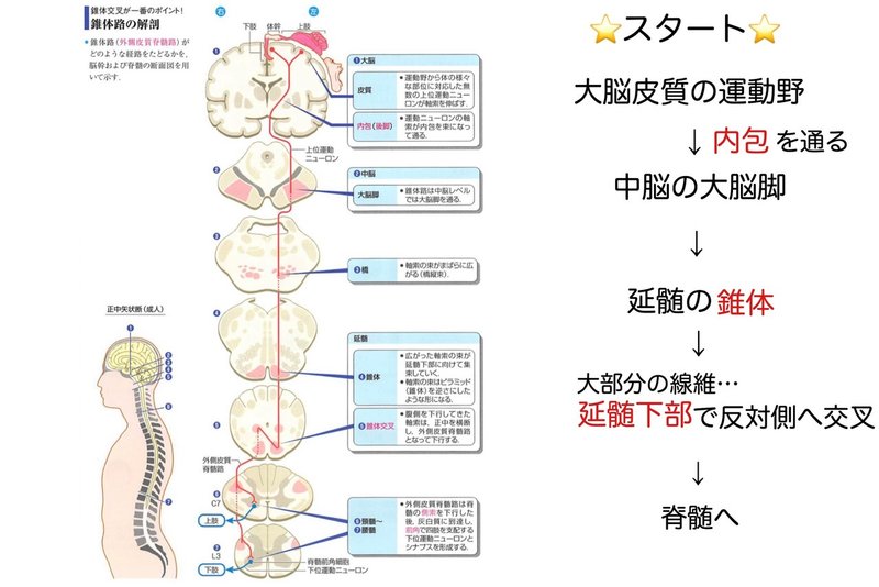 生理学 下行性伝導路について 荻野 沙貴子 Note 生理学 下行性伝導路について 荻野 沙貴子 Note