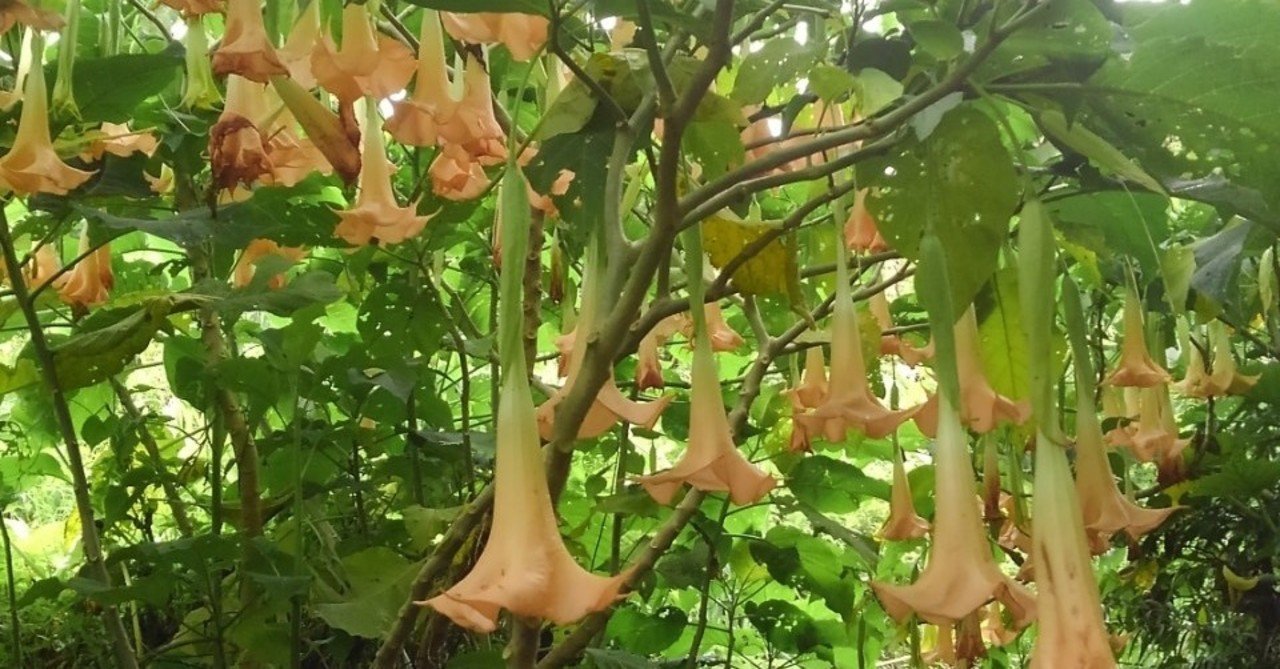 いい香りのする花 チョウセンアサガオ 別名キチガイナスビ ミズグチスイデンクレ村長 Note