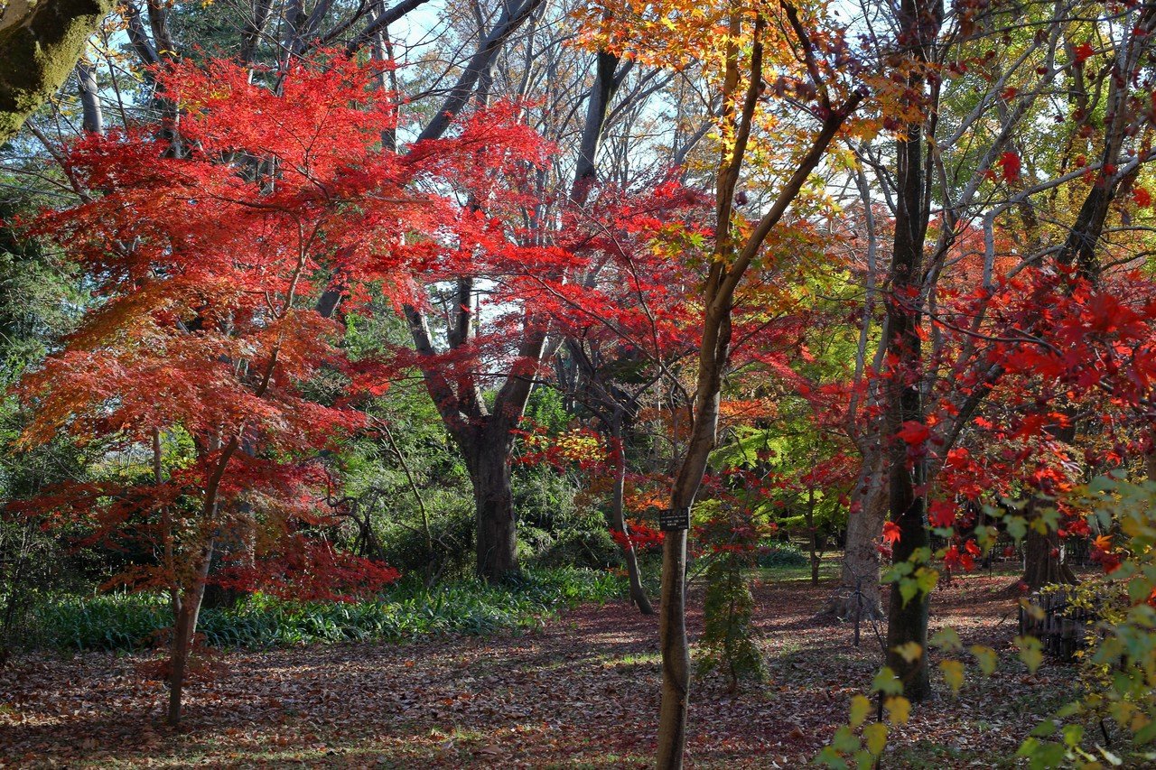 神代植物公園の紅葉 Teru Note