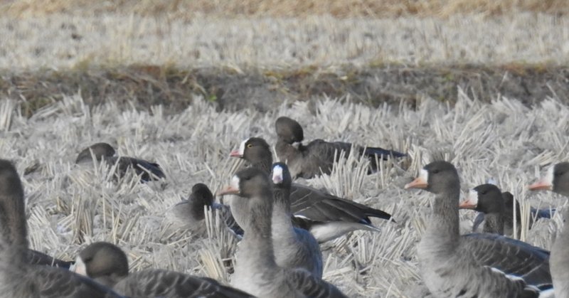 カリガネ研究のスタートライン 澤祐介 渡り鳥調査中 Note
